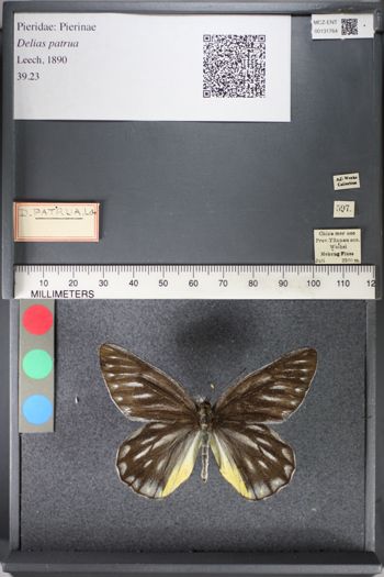 Media type: image;   Entomology 131764